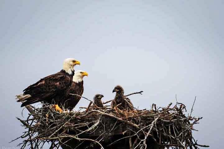 Águia-careca (Haliaeetus leucocephalus): Essa águia americana constrói alguns dos maiores ninhos de aves do mundo. Com galhos e gravetos, os casais constroem seus ninhos nas árvores, e eles podem chegar a mais de 3 metros de profundidade e pesar cerca de uma tonelada. Reprodução: Flipar
