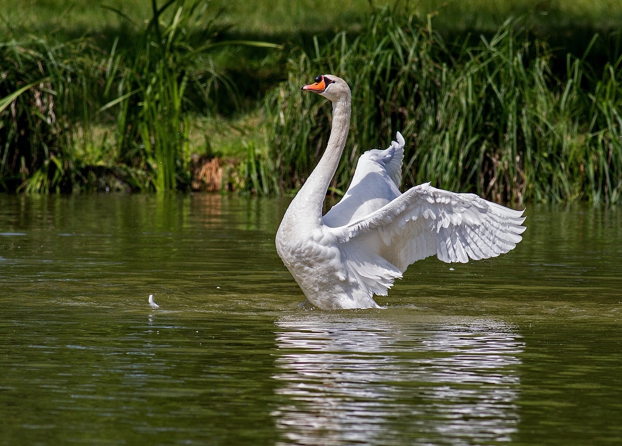 Uma das aves aquáticas mais bonitas da fauna mundial, o cisne está muito presente em movimentos culturais, como peças teatrais e ballets. O Flipar, então, mostra as características desse animal, que traz um misto de elegância e singeleza Reprodução: Flipar
