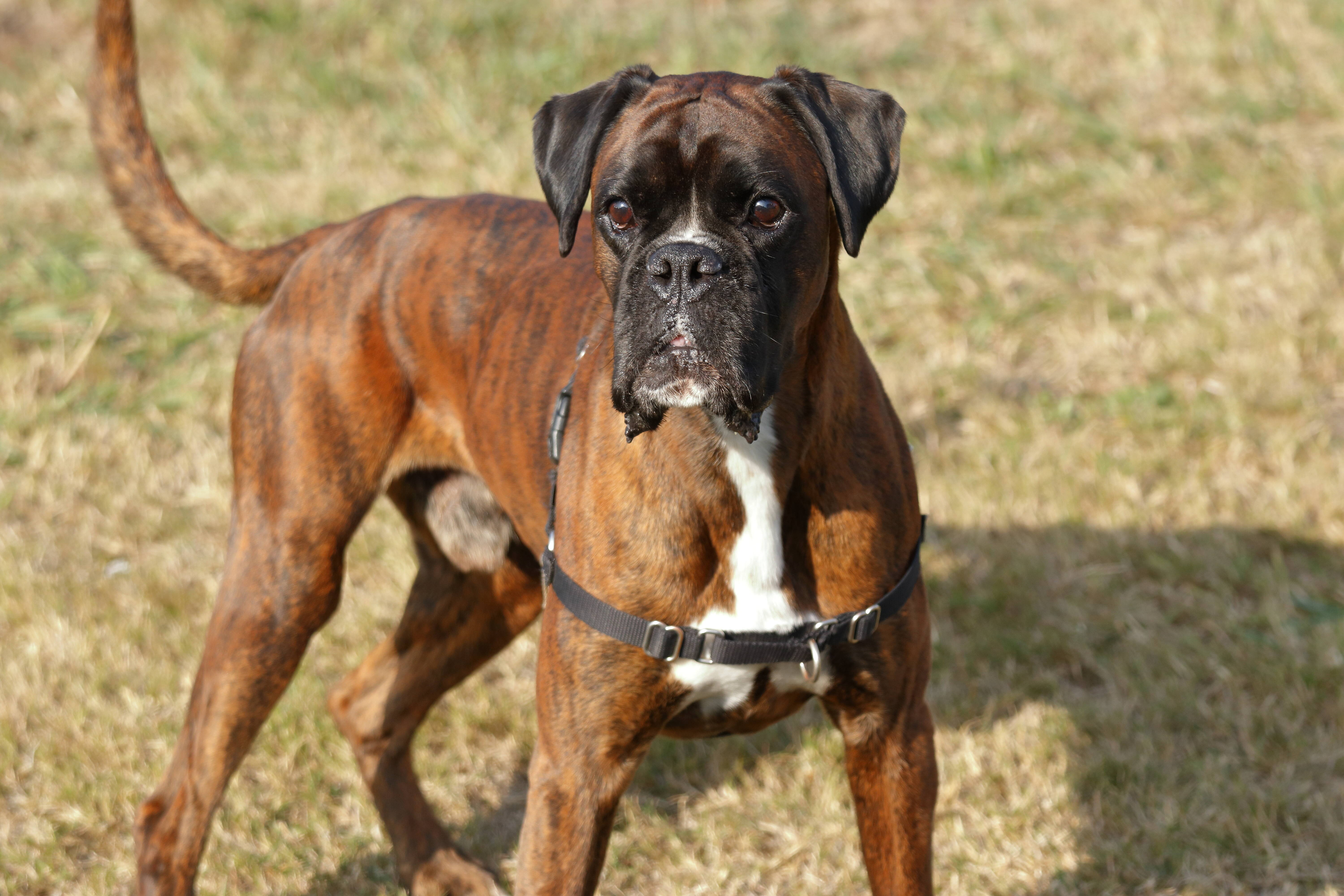 Boxer. Foto: Reprodução/ Shutterstock
