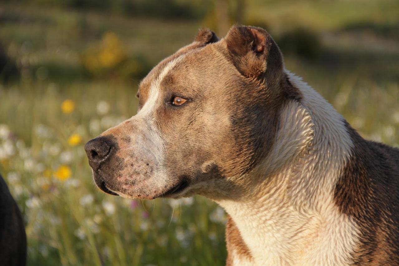 Vários países adotam regras para coibir ataques de pitbulls. Mas alguns preferiram banir o animal, para não correr riscos, já que muitos donos desobedecem as leis e quem paga o pato são pessoas ou animais inocentes. É proibido ter pitbulls na Inglaterra, na Noruega e na Dinamarca Reprodução: Flipar