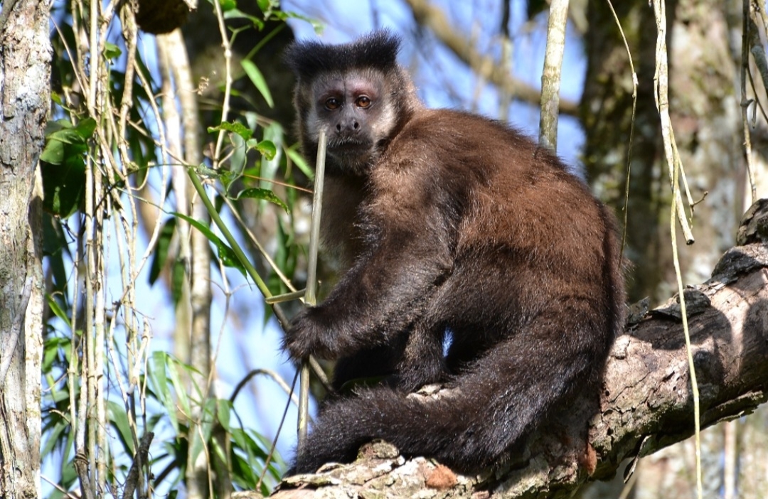 Existem várias espécies de macaco-prego, mas a mais comum no Rio de Janeiro é  o macaco-prego-preto com pelagem escura e porte robusto.

 Reprodução: Flipar
