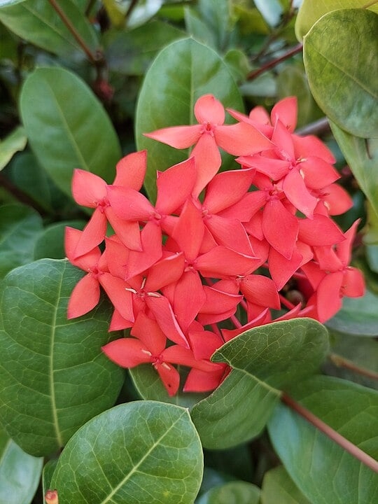 Ixora coccinea, ou ixora vermelha, tem origem na Índia e Sri Lanka. Cultivada em países como Brasil e Tailândia, adapta-se bem a climas tropicais e subtropicais. Suas flores, que surgem o ano todo, são pequenas e agrupadas em cachos, formando um belo contraste com a folhagem verde escura. Reprodução: Flipar