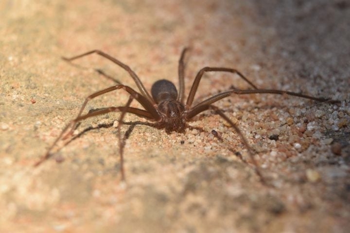 No início, o jovem acreditou que a picada era de um mosquito, mas o ferimento se expandiu, provocando outros sintomas como dor intensa, pus e necrose na perna. Reprodução: Flipar