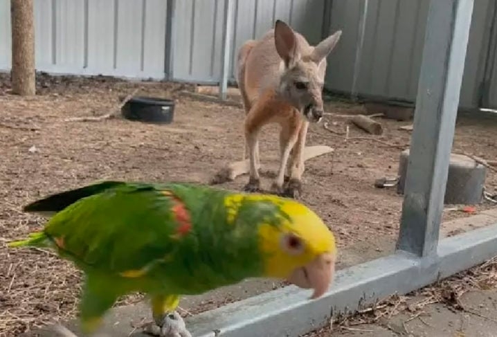 Os papagaios são apenas algumas das espécies de aves famosas pela inteligência no mundo animal. Veja outras aves falantes consideradas as mais espertas do planeta! Reprodução: Flipar