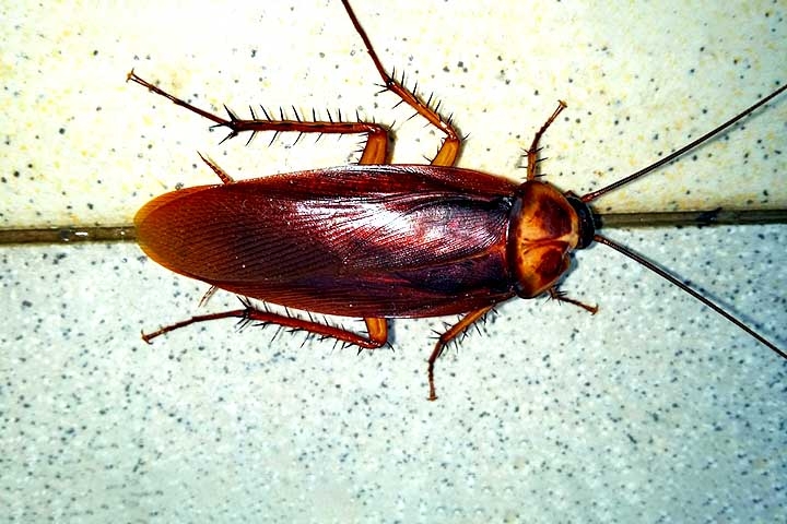 Baratas: Apesar de muitas vezes serem indesejadas, as baratas são verdadeiras sobreviventes. Os primeiros registros fósseis delas datam de 300 milhões de anos! Reprodução: Flipar