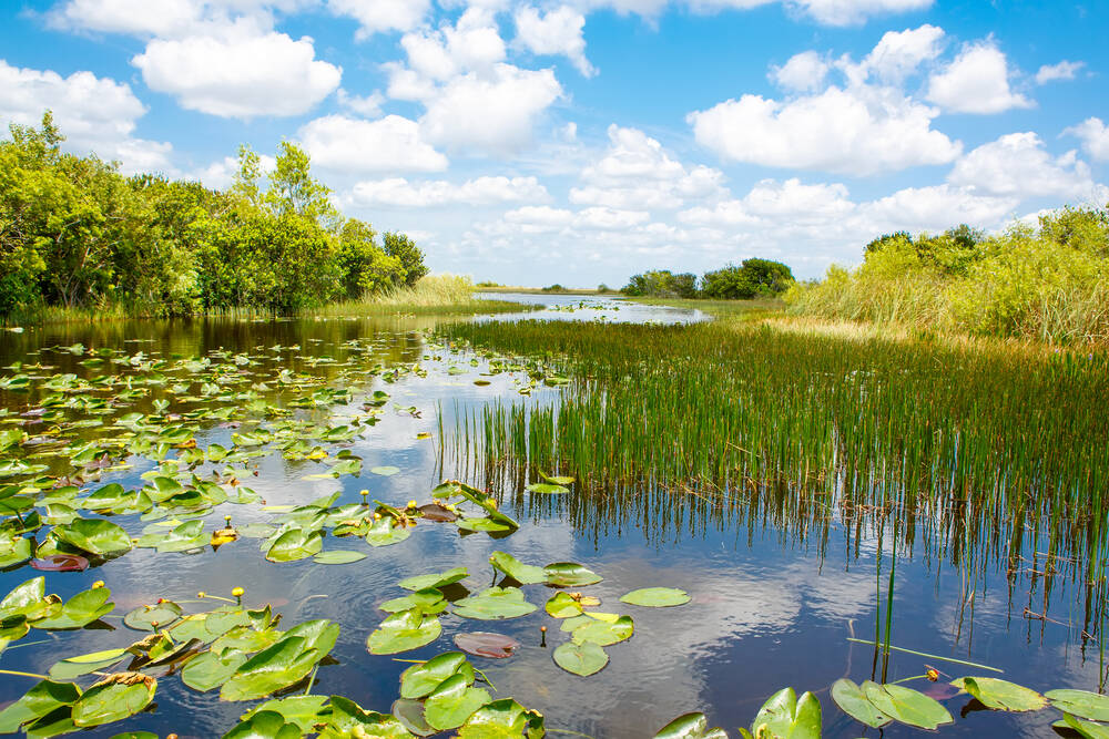 O Everglades é um ecossistema importantíssimo no sul da Flórida, e ele está pertinho de Orlando