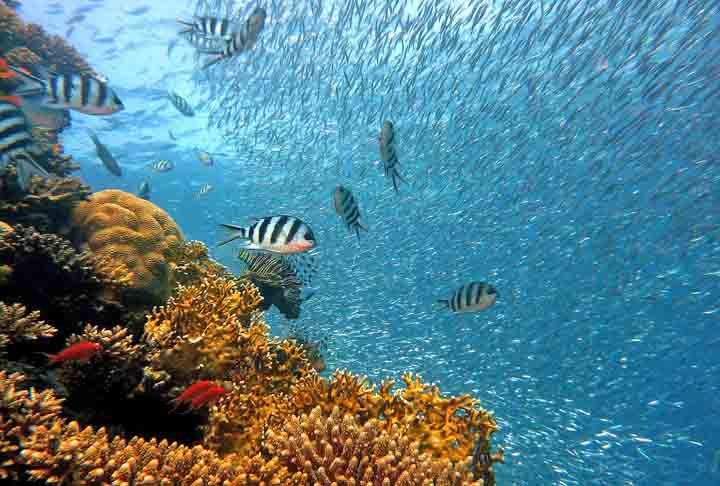 Segundo ele, enquanto na Austrália o sistema de corais é mais raso e as águas são cristalinas, aqui a maior parte está nas profundezas e só pode ser observada por mergulho, uso de satélites, vídeos e fotos. Reprodução: Flipar