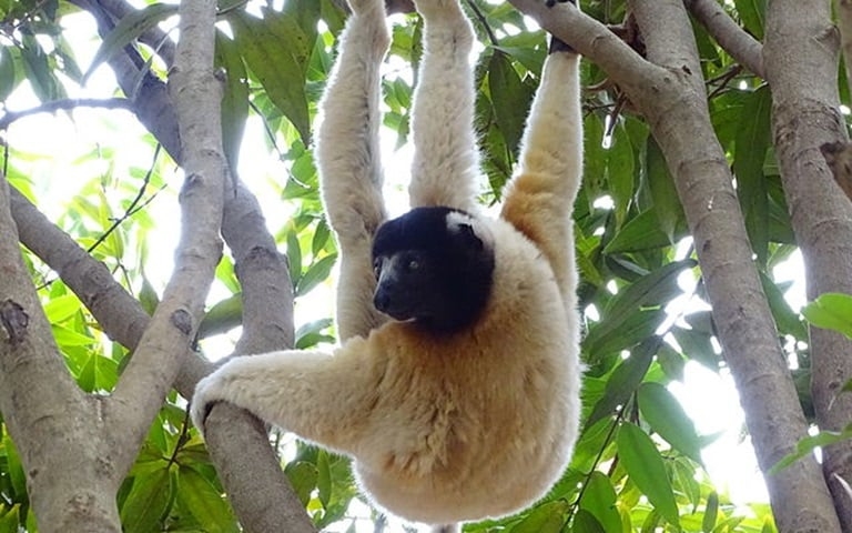 O lêmure-sifaka vive em florestas secas cercadas de mangues,  cerca de 300 metros acima do nível do mar, no noroeste de Madagascar.  Reprodução: Flipar