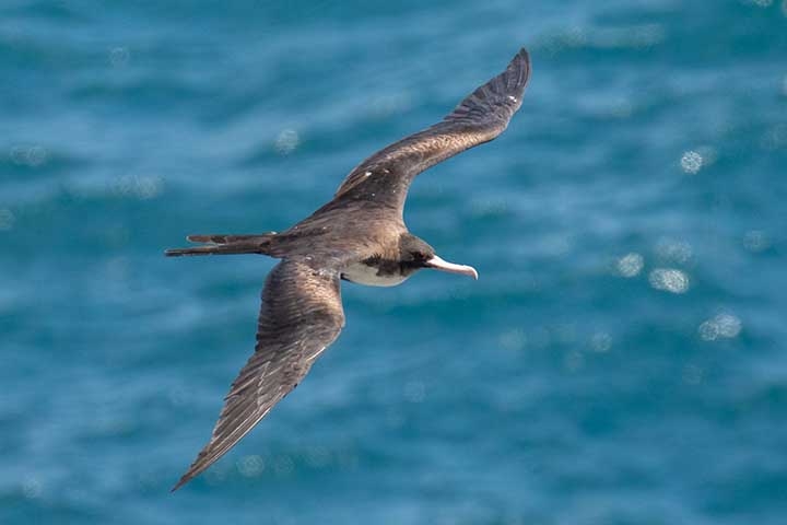 O senso comum sugere que as aves que gastam muito tempo no ar precisam pousar com bem mais frequência para recuperar as energias. No entanto, existem diversas estratégias de voo para que esses animais superem as expectativas. Reprodução: Flipar