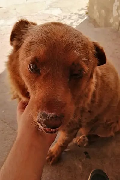 Bobi é um cachorro da raça Rafieiro do Alentejo. Foto: Reprodução/Guinness World Records 11.05.2023