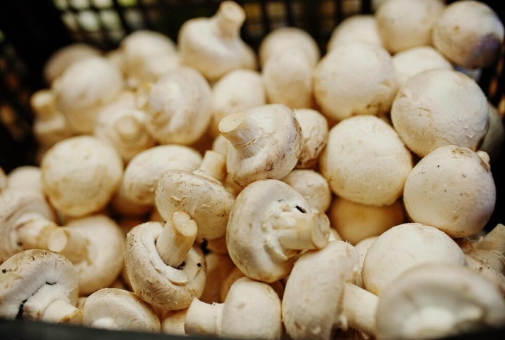 A identificação precisa de cogumelos comestíveis requer conhecimento especializado. Por isso, coletar cogumelos silvestres sem o devido conhecimento é extremamente perigoso. Reprodução: Flipar