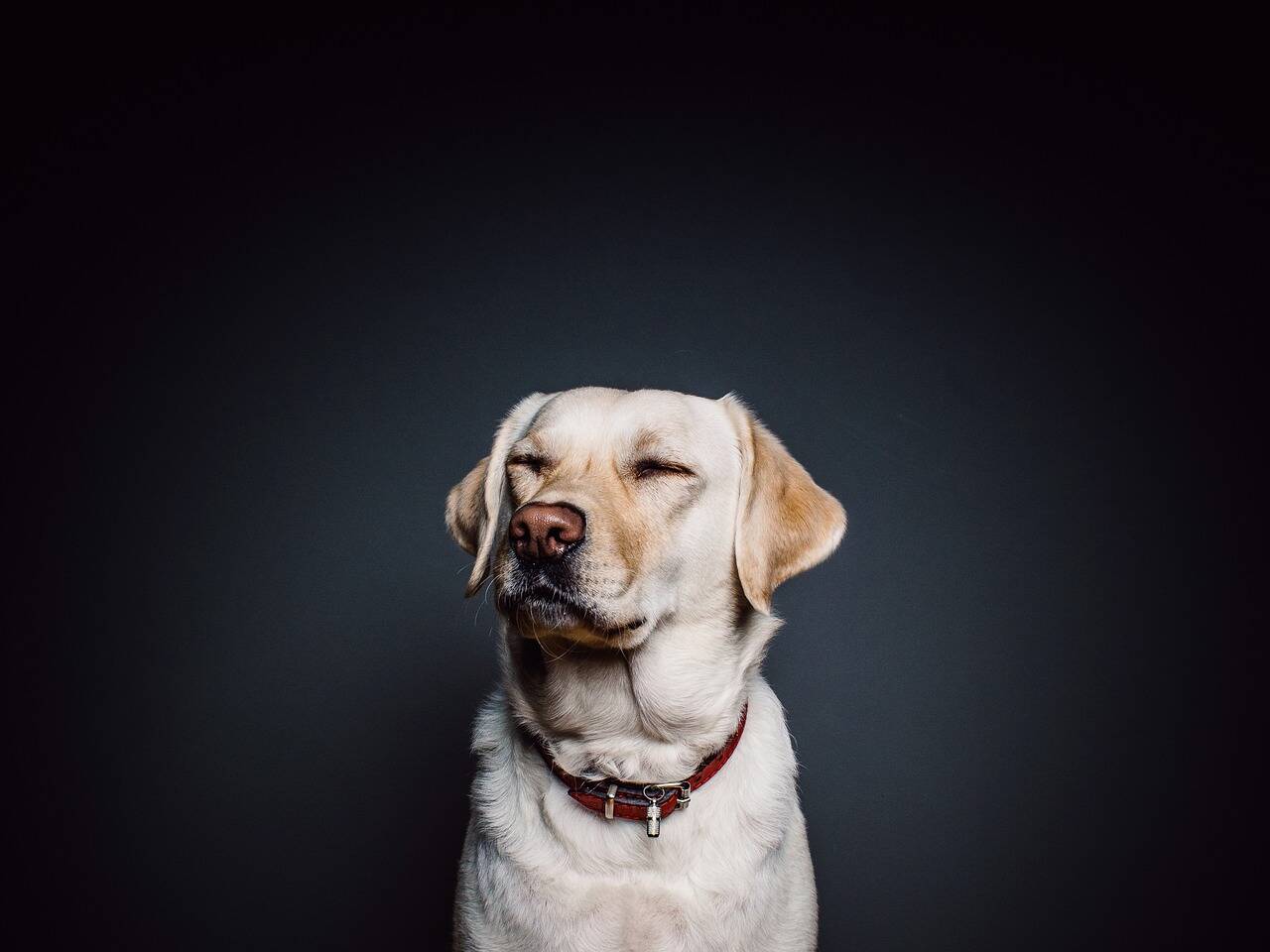 Cachorro Labrador retriever. Foto: Republica/Pixabay