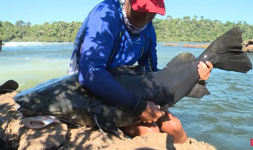 #4) Jaú: assim como o pirarara, pode atingir 1,5 m de comprimento, mas a diferença está no peso: pode chegar a 100 kg! Ele se alimenta de outros peixes, gosta de viver em rios cheios e se esconder em pedras submersas. Reprodução: Flipar