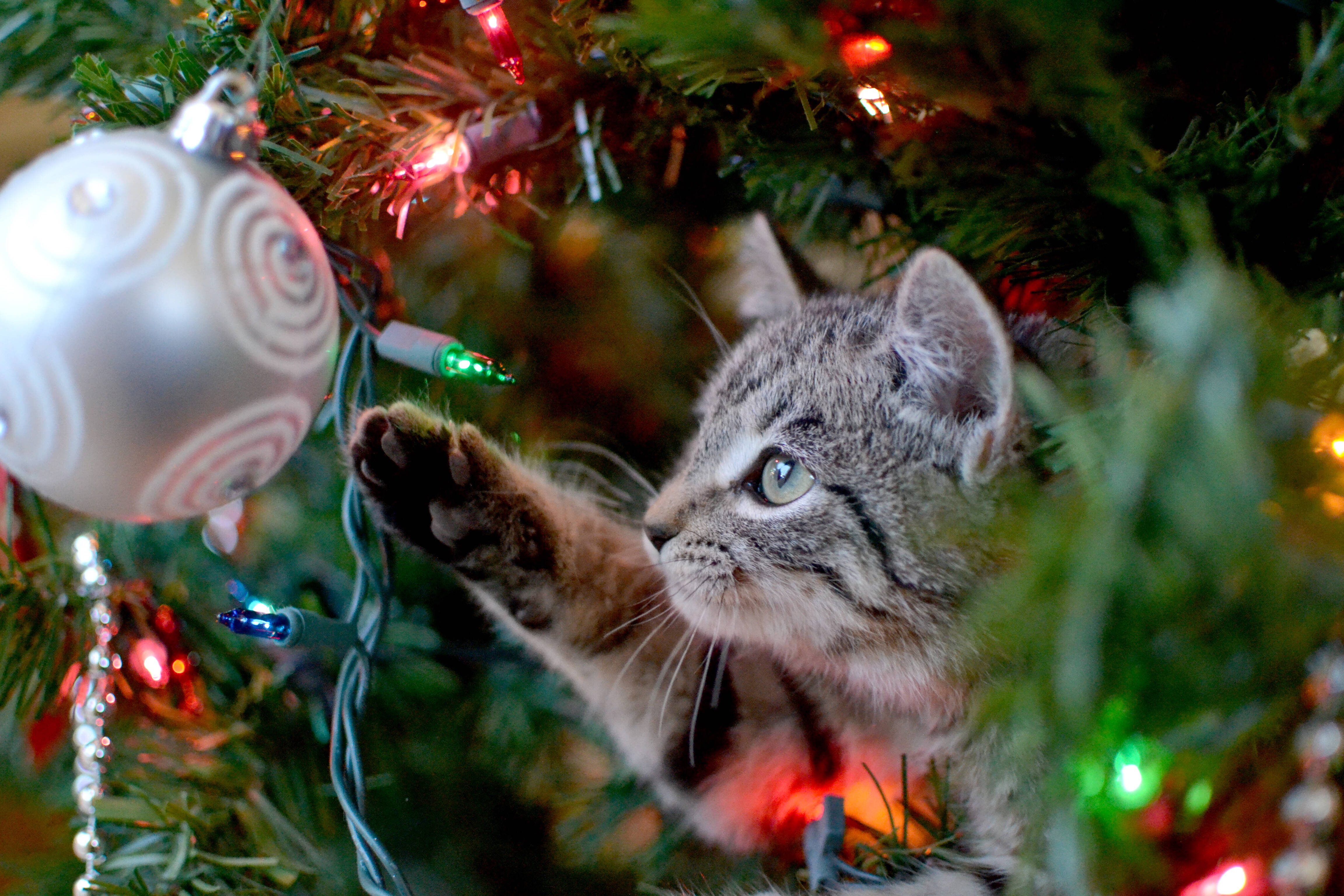 Bolas de vidro na decoração de Natal podem ser perigosas para animais de estimação. Foto: shutterstock 