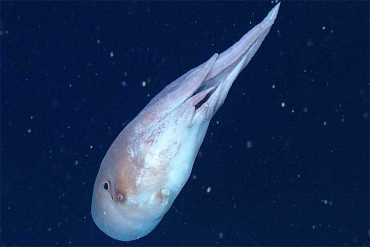 Na ocasião, uma equipe do Instituto de Pesquisa da Baía de Monterey (MBARI) utilizou o veículo submersível Ventana para explorar águas profundas. Reprodução: Flipar