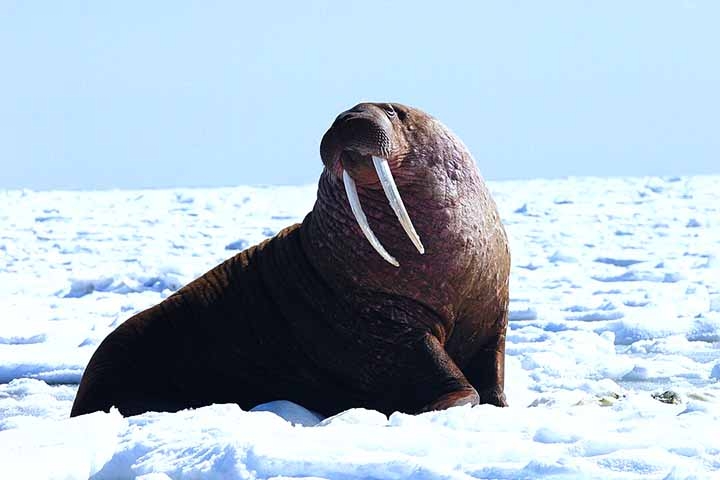 Morsa - Habita as águas geladas do Ártico e subártico, em regiões da Rússia, Canadá, Noruega e Alasca.  Reprodução: Flipar