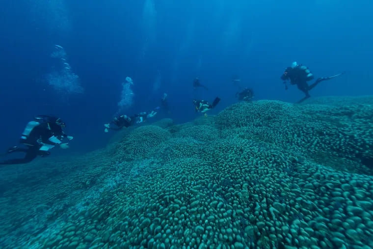 A junção de muitas colônias resulta na formação de recife de coral. As Ilhas Salomão ficam justamente numa região chamada Triângulo de Coral devido à sua incrível diversidade de corais. Reprodução: Flipar