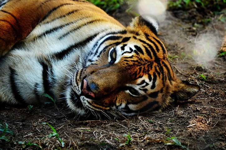 O parque é habitat de grande variedade de flora e fauna, com várias espécies raras e ameaçadas de extinção de animais, pássaros, répteis e vida marinha. Destaque para os tigres de Bengala. Reprodução: Flipar