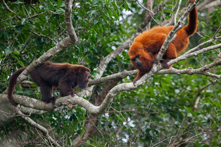 260 anos após sumirem das florestas da Ilha de Santa Catarina, bugios-ruivos (Alouatta guariba) voltaram a ser vistos no habitat.  Eles tinham desaparecido por causa do desmatamento e da caça ilegal.  Reprodução: Flipar