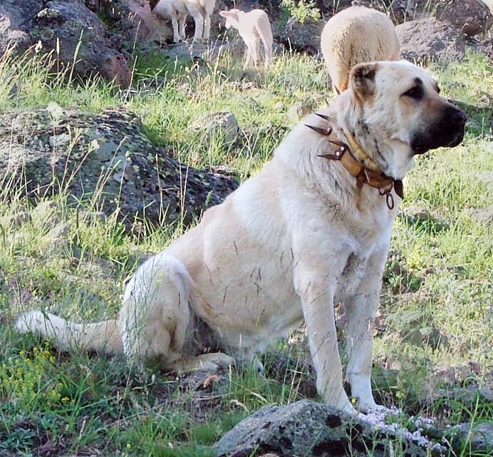 Kangal Dog. Foto: tr:user:Onur1991