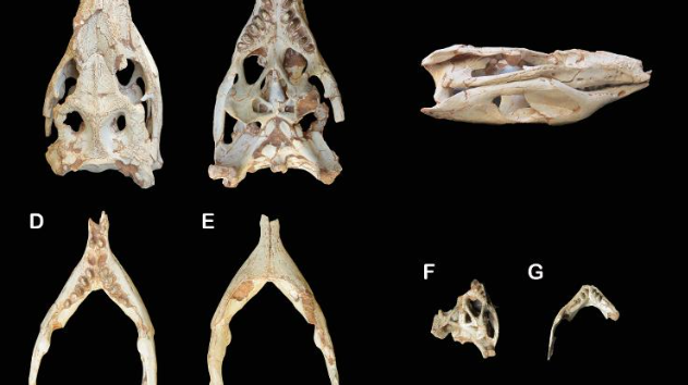 Reproducción de cráneo y huesos de Caipira suchus catanduvensis: archivo personal