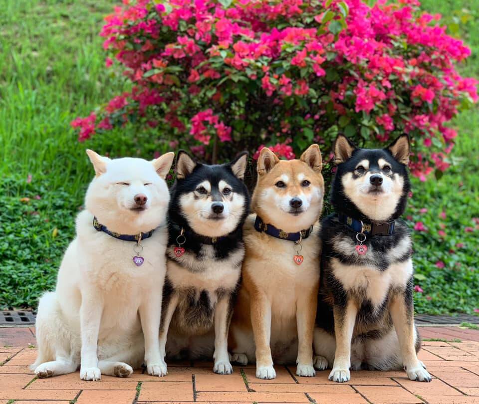 Os cães da raça Shiba Inu divertem em fotos nas redes sociais. Foto: yokokikuchi