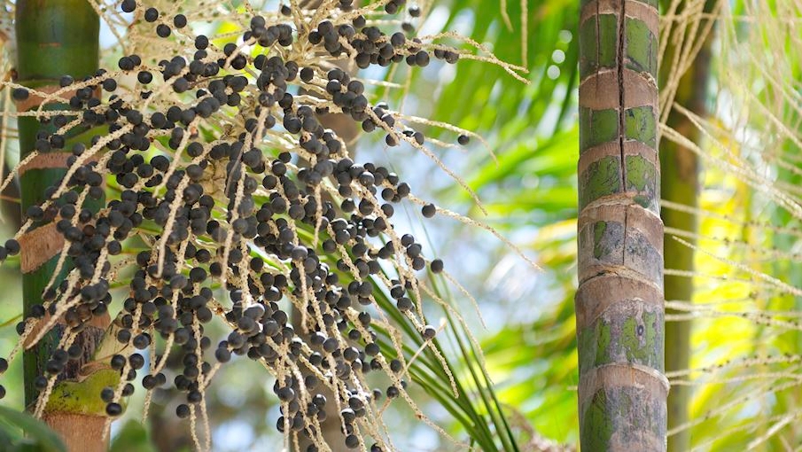 7. Bagas de açaí: É uma palmeira cultivada pelo palmito e pelo seu fruto. As bagas são muito procuradas pelas suas supostas propriedades medicinais, sendo muitas vezes classificadas pelos produtores como uma espécie de “superalimento”. Eles são de cor roxa escura, lembrando grandes mirtilos. Reprodução: Flipar