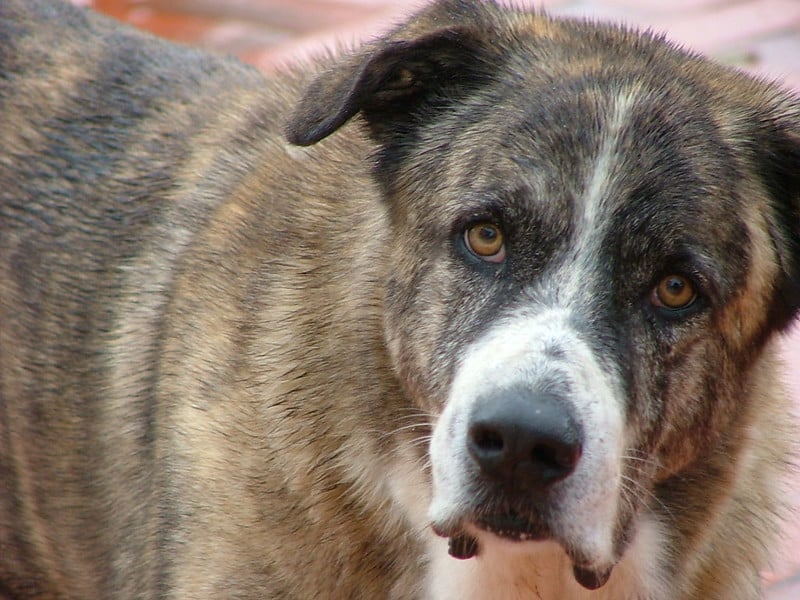 Rafeiro do Alentejo, um cão de grande porte que atinge sua maturidade após os 2 anos de vida. Foto: mcaub/Flickr
