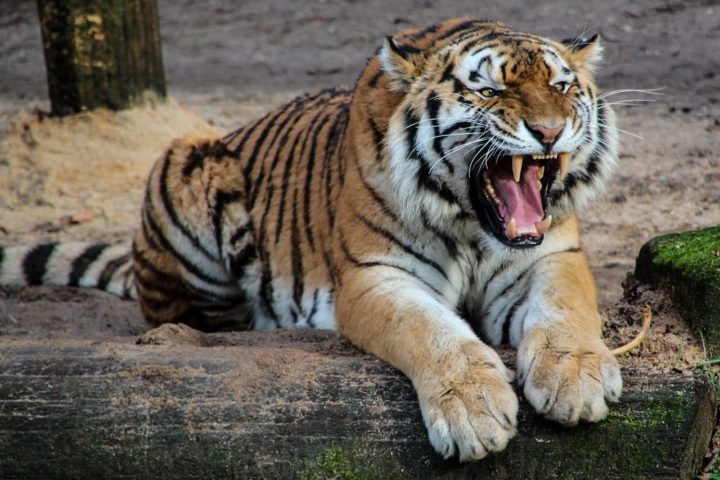 Em 15 de abril de 2016, enquanto estava no recinto dos tigres, Stacey foi atacada por um dos animais durante uma preparação de rotina. Ela foi rapidamente levada ao hospital, mas não resistiu aos ferimentos. Reprodução: Flipar