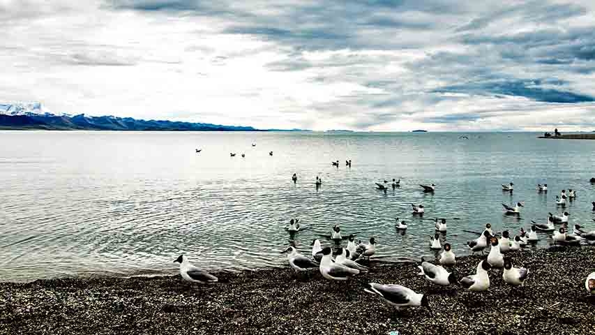 O Lago Qinghai (China) tem 4.317 km² e profundidade de até 32 m. Maior lago da China, suas águas alcalinas e a presença de ilhas abrigam aves migratórias, além de ser um importante destino de peregrinação tibetana.
 Reprodução: Flipar
