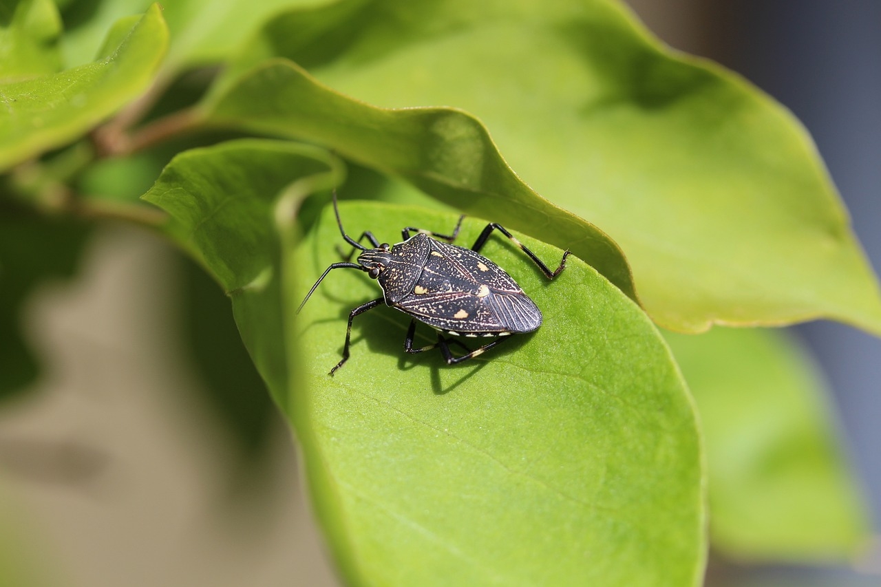 Percevejos ( Cimex lectularius) 
são pequenos insetos hematófagos , ou seja, alimentam-se de sangue.. Originários da Ásia, se espalharam globalmente devido à migração e ao comércio internacional.
 Reprodução: Flipar