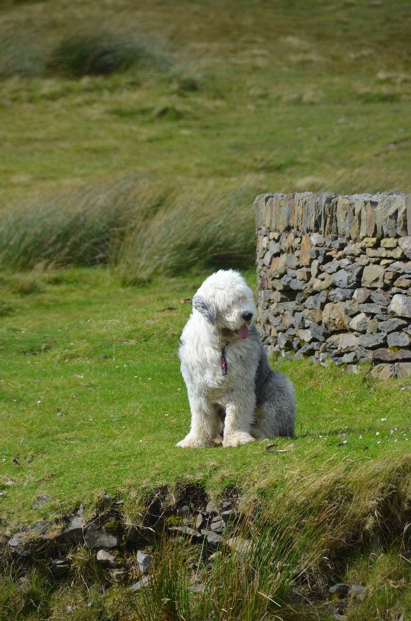 Old English Sheepdog: confira tudo sobre a raça