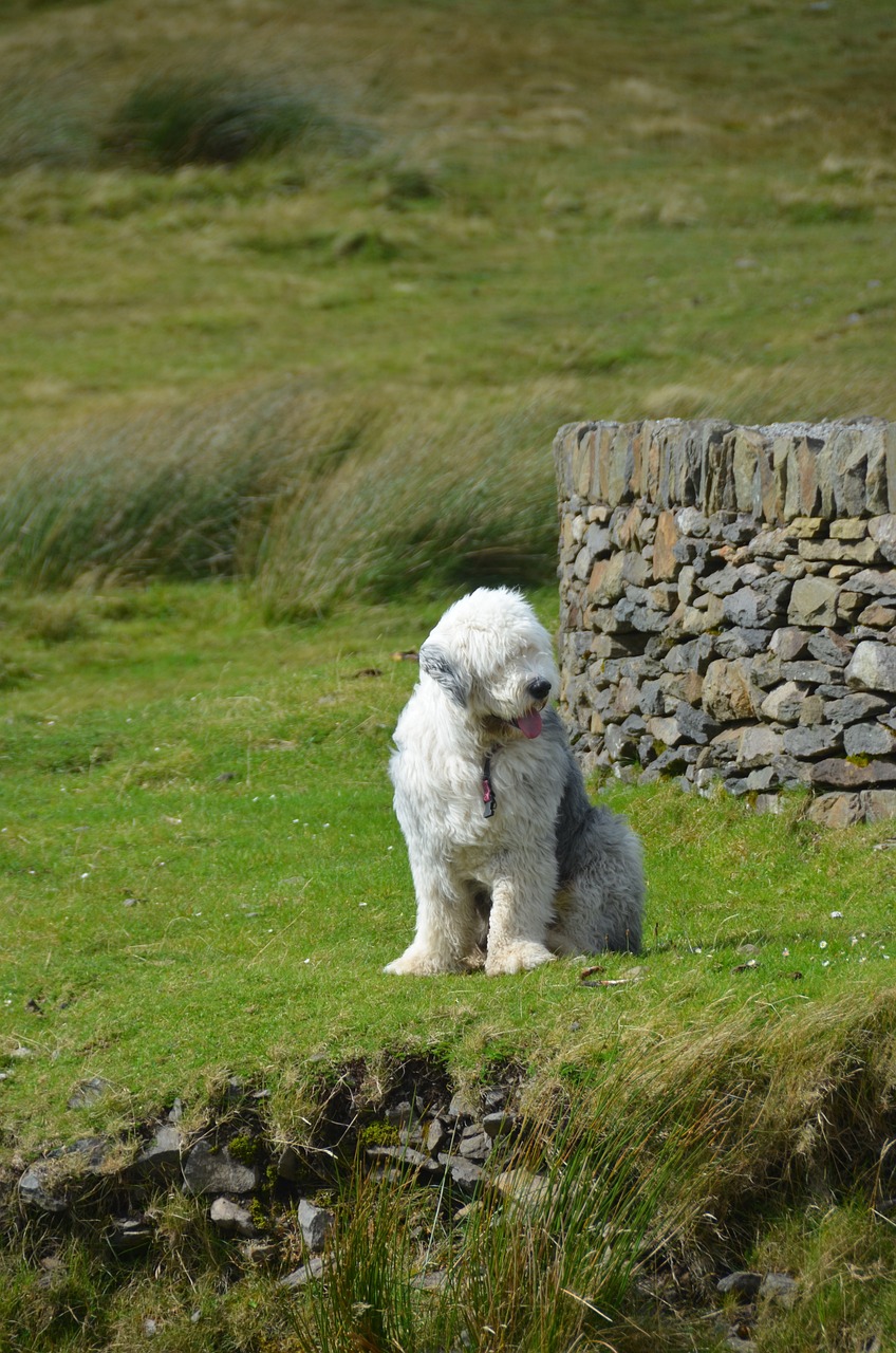 A raça também é conhecida pelo nome Bobtail. Foto: gnattywilliams/Pixabay