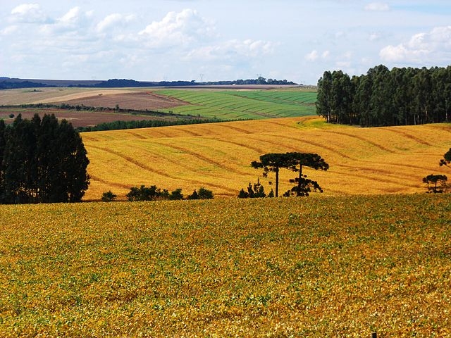 O bioma possuía em seu território 30,9% de plantação de soja em 1985 e, em 2022, passou a ter 76,3% do território ocupados para a plantação do grão. Reprodução: Flipar