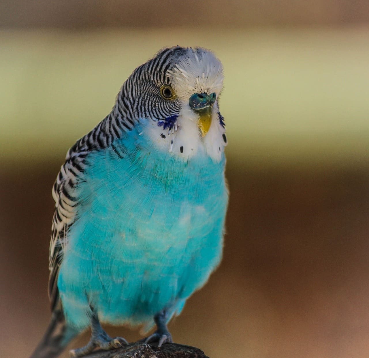 O periquito australiano azul (Melopsittacus undulatus), originário da Austrália, é uma variação de cor criada em cativeiro. Ele se destaca por suas penas azul-claras e por sua habilidade de imitar sons e palavras humanas Reprodução: Flipar