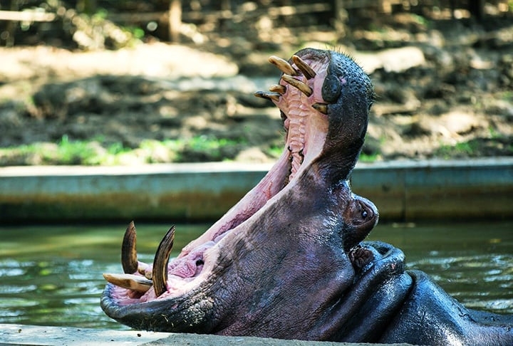 Mas, na realidade, embora seja herbívoro, o hipopótamo é considerado um dos animais selvagens mais perigosos, pois ele ataca com imensa ferocidade e a força de sua mordida equivale a 825 kg. Reprodução: Flipar