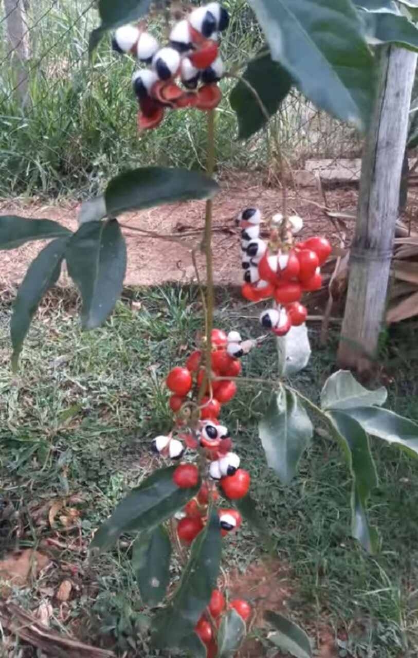 Além do uso tradicional indígena, o guaraná começou a ser explorado comercialmente no Brasil no início do século XX. O processamento do guaraná em forma de xarope teve início em 1905, por Luiz Pereira, um médico de Resende, no Rio de Janeiro. Reprodução: Flipar