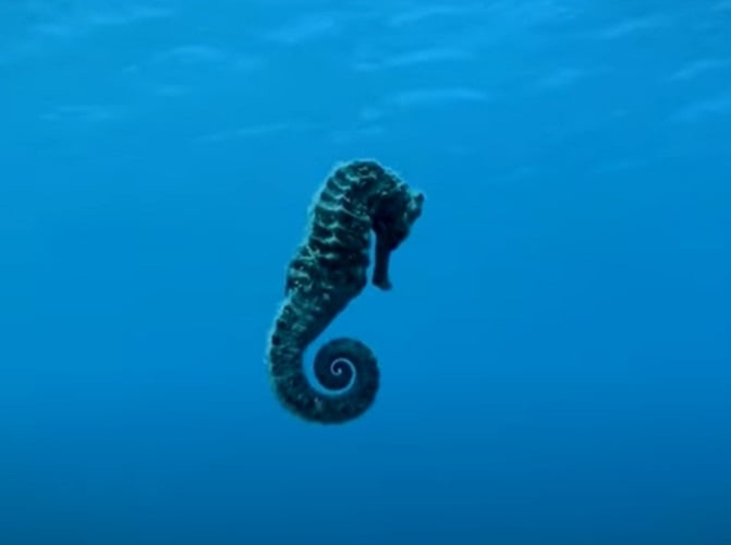 Cavalo Marinho - Um animal repleto de segredos e particularidades. Um deles é a sua capacidade de camuflagem, que o possibilita fugir do ataque de predadores no fundo do mar. O ponto de destaque é que ele consegue mudar de cor rapidamente, para ficar semelhante ao ambiente em que ele está escondido. Reprodução: Flipar