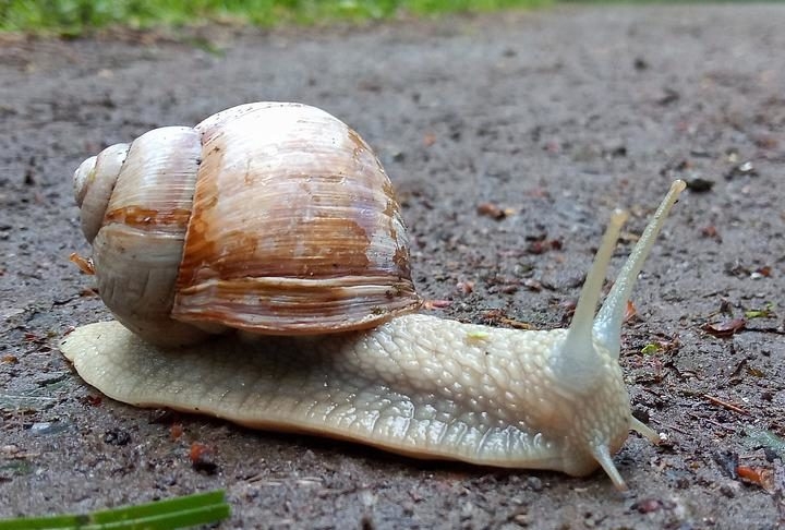 Ambos os nomes podem ser usados para o mesmo tipo de animal, moluscos gastrópodes com concha, mas há algumas variações. Reprodução: Flipar