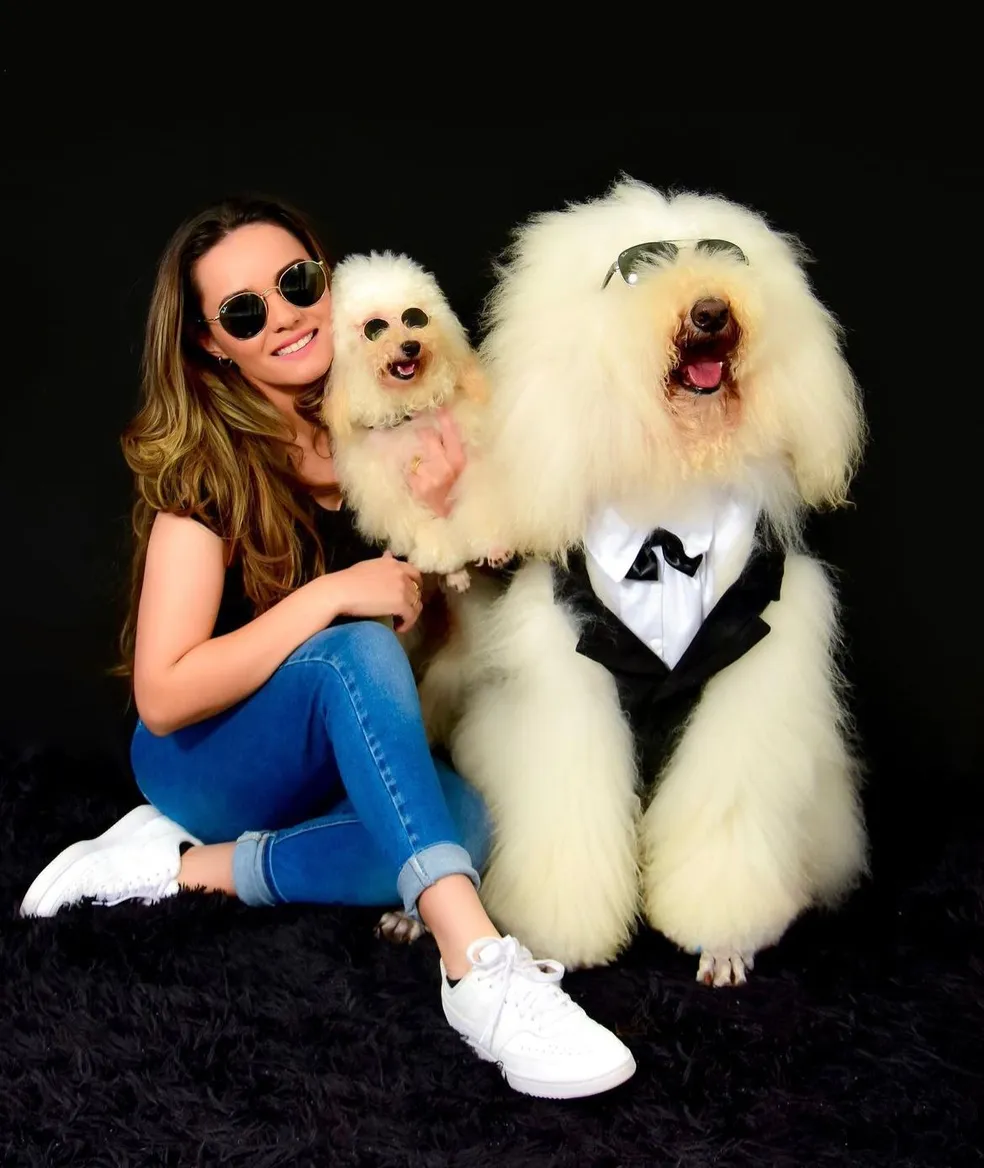 Poodle gigante faz sucesso nas redes sociais