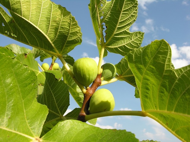 A história do figo (pseudofruto) remete à Antiguidade, sendo consumido por povos egípcios, judeus, gregos e romanos. As folhas da figueira foram, inclusive, utilizadas por Adão e Eva para esconder seus corpos, segundo Gênesis 3:7. Reprodução: Flipar