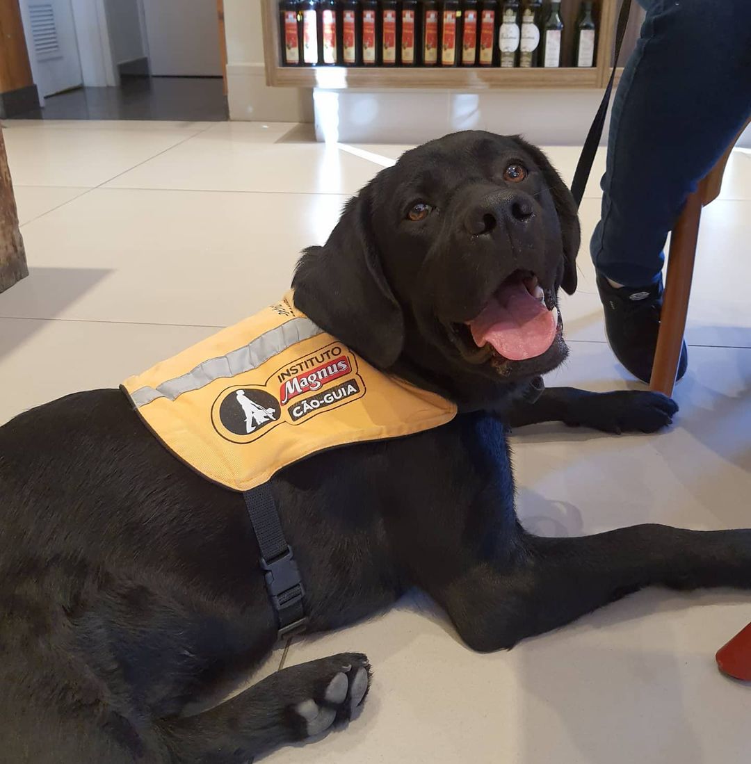 O cão Willy foi treinado pelo Instituto Adimax. Foto: Reprodução/Instagram