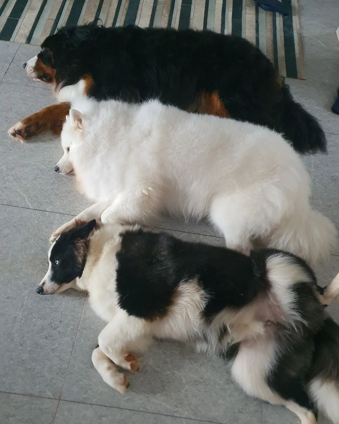 Loki convive muito bem com os outros cães da família