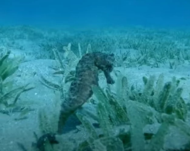 Cavalo-marinho: Esses peixes são lentos devido à sua estrutura corporal complexa, nadando verticalmente. Atinge apenas 0,09 km/h. Pode medir até 30 cm e pesar até 100 gramas Reprodução: Flipar