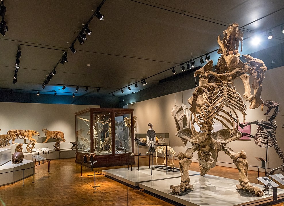 E então? Se animou para visitar e levar a turma aos museus e espaços de pesquisa de fósseis? Um passeio curioso e divertido. 