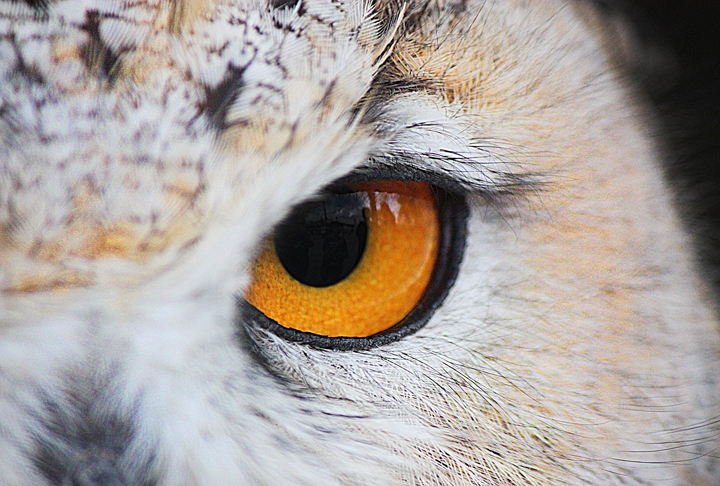 A anatomia da coruja é adaptada para a caça noturna. Seus olhos grandes e redondos são altamente especializados para a visão em condições de pouca luz, permitindo que vejam bem à noite.  Reprodução: Flipar