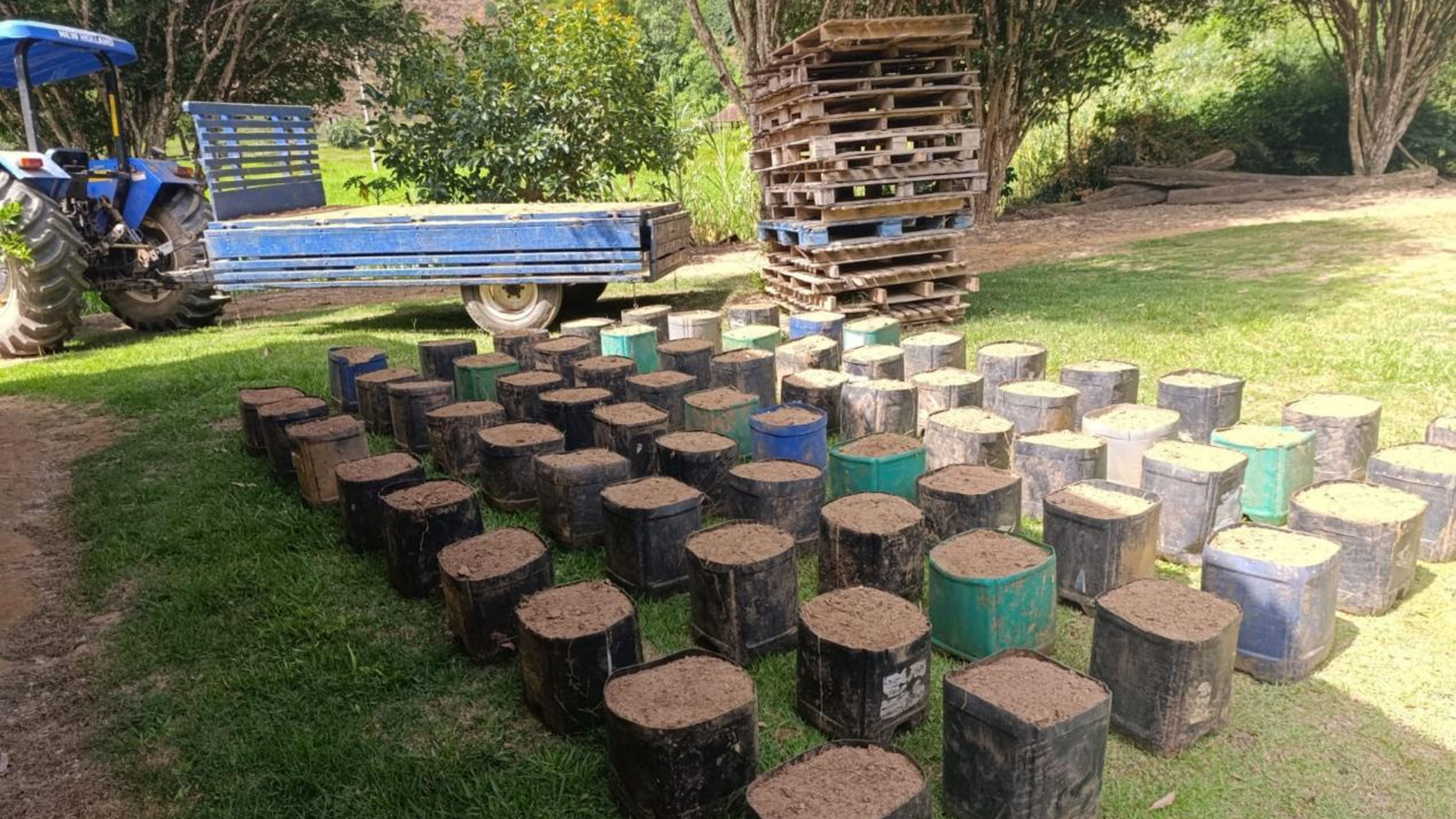 Início da plantação de girassol para o casamento. Foto: Arquivo pessoal