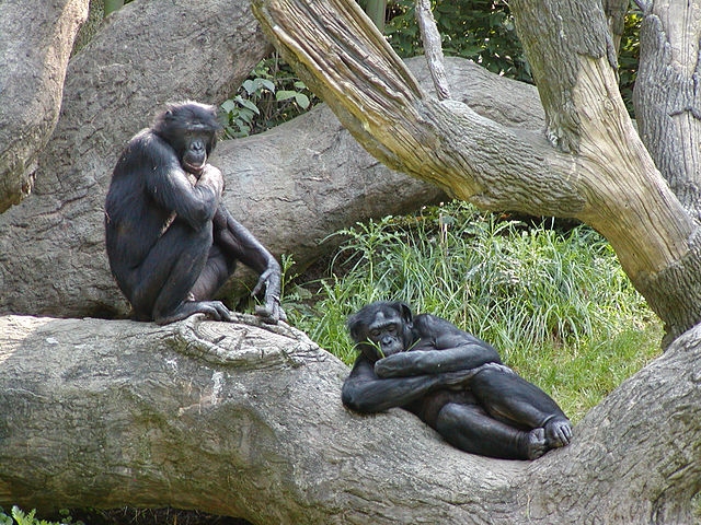 Os chimpanzés gostam de ficar bêbados. Na Guiné, eles bebem a seiva de palma fermentada  Reprodução: Flipar