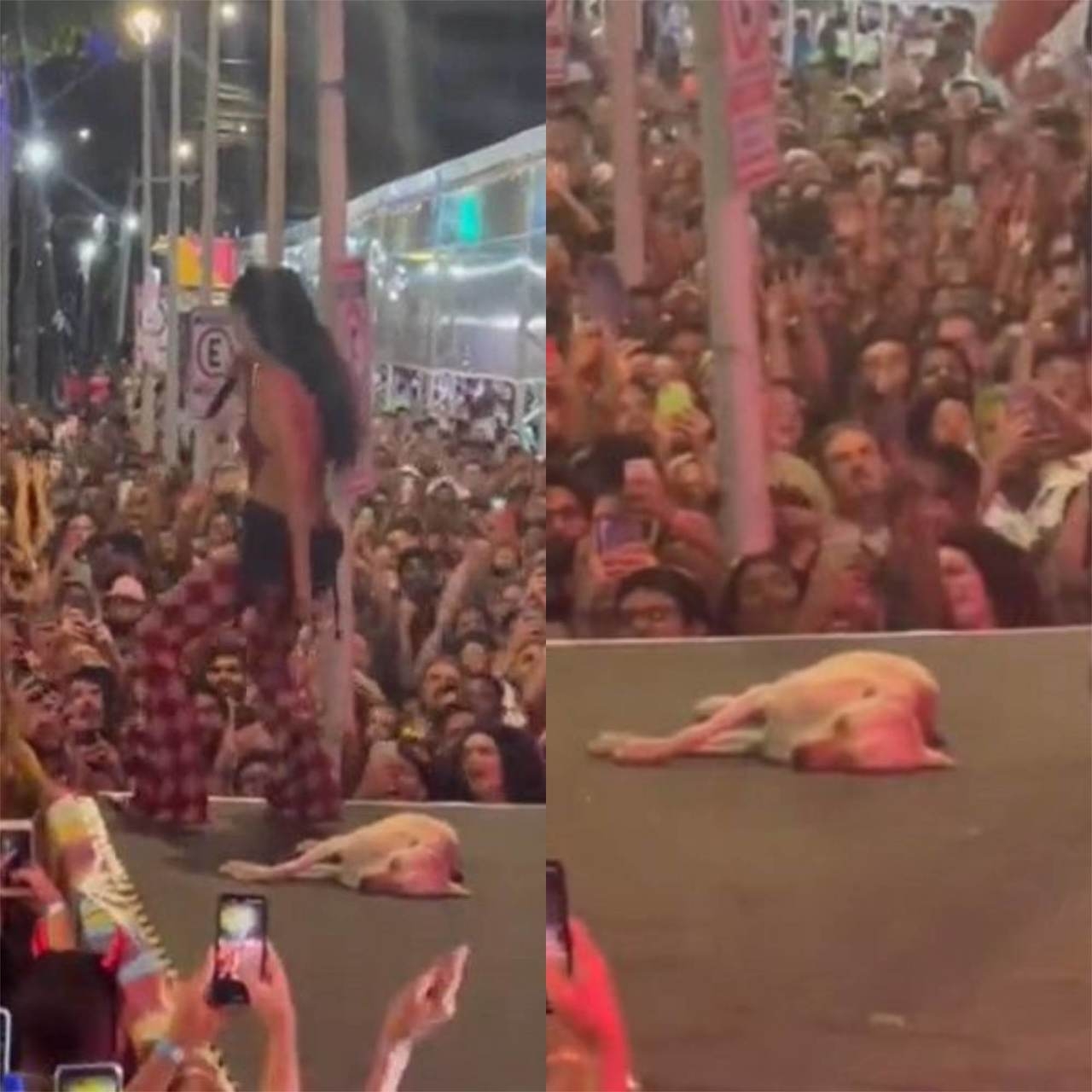 Você viu que um cachorro dormiu em cima do palco durante o show da cantora e compositora brasileira Marina Sena? O Flipar te conta tudo agora. Confira!