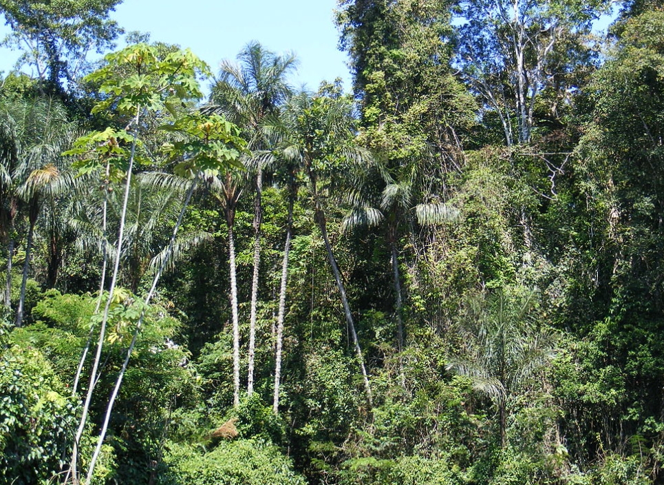 As florestas espalhadas pelo planeta têm imensa importância para a preservação do nosso habitat natural. Veja quais são as maiores florestas do mundo Reprodução: Flipar